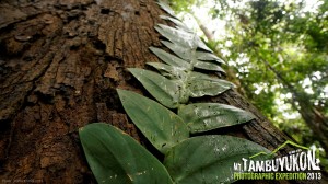 Mount Tambuyukon Expedition  